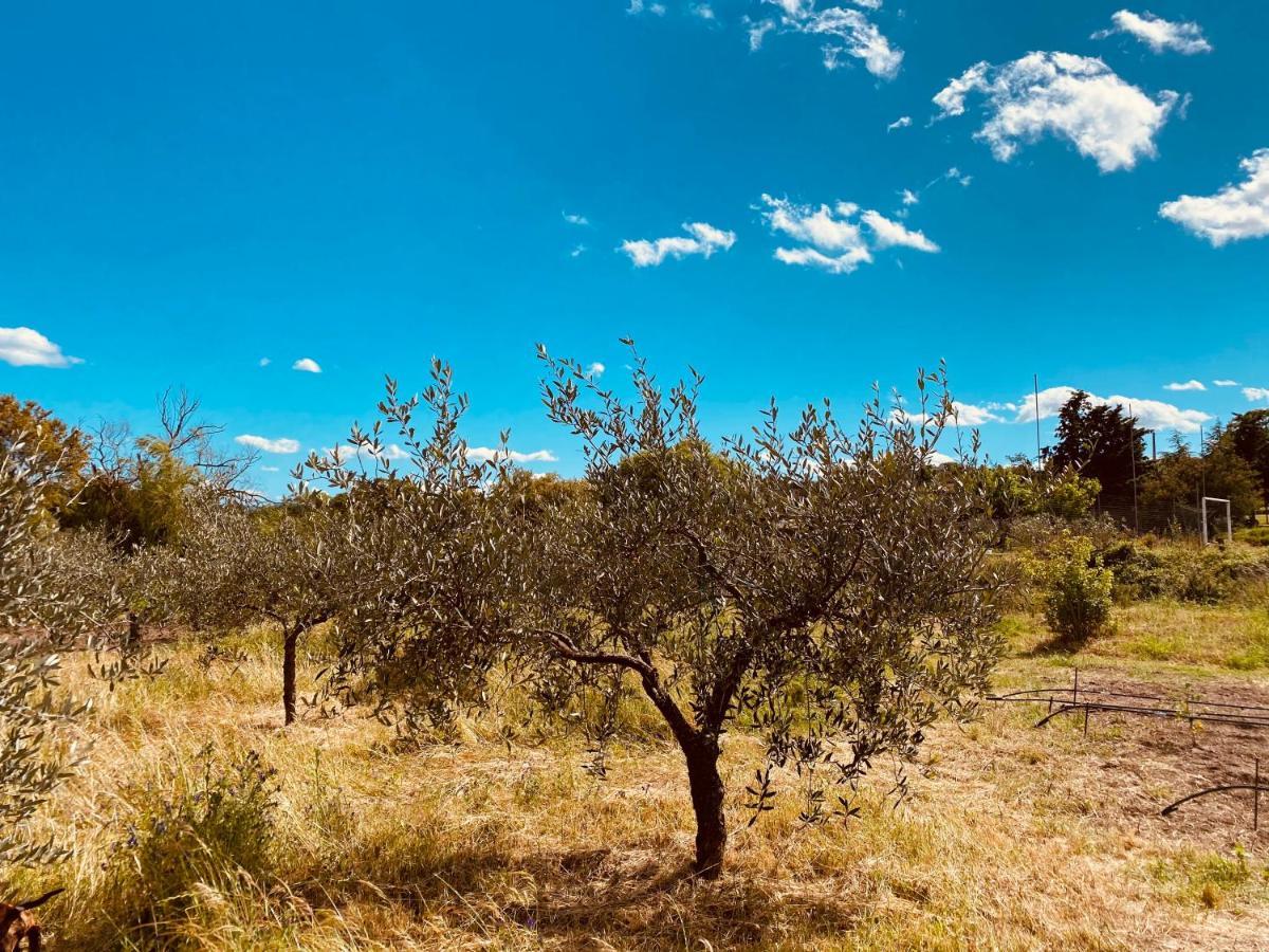 Il Nuraghe Del Lago Coghinas Bed & Breakfast Oschiri Exterior photo